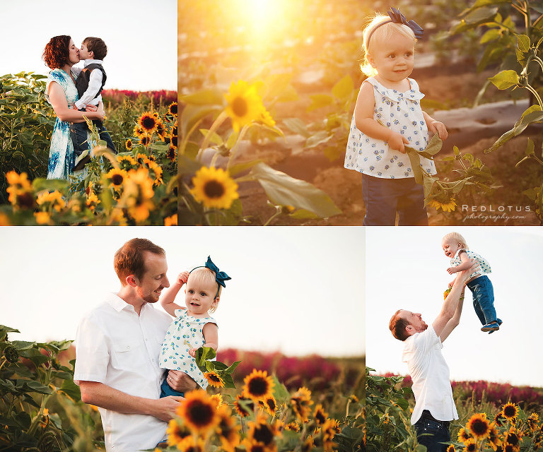 sunflower photos mini sessions Pittsburgh